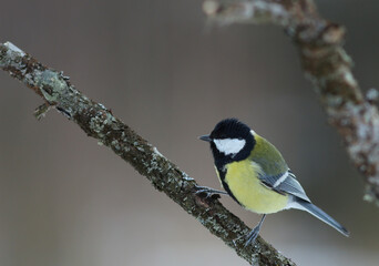 The great tit (Parus major)