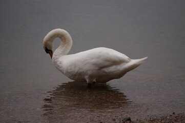 Schwan in seinem Natürlichen Lebensraum 