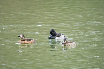 Ring-necked duck male and females