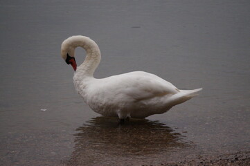 Schwan in seinem Natürlichen Lebensraum 