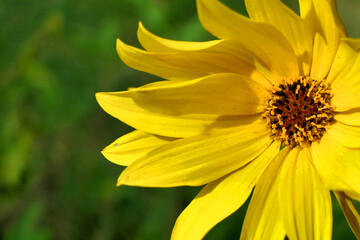 Close up of the head of a yellow daisy, also known as Helenium, bursting into bloom
