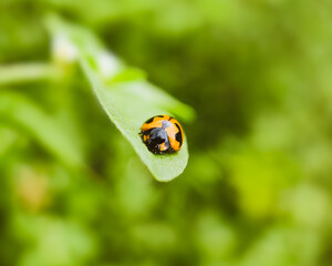 Coelophora inaequalis