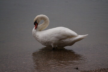 Schwan in seinem Natürlichen Lebensraum 