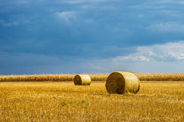 Fototapeta premium autumn