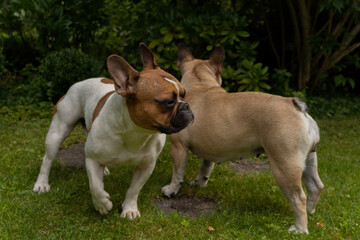 2 Bulldogi francuskie hasające w ogrodzie, lato 2021