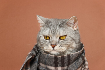Sad serious cat wrapped with scarf or plaid. Autumn heating season and winter concept