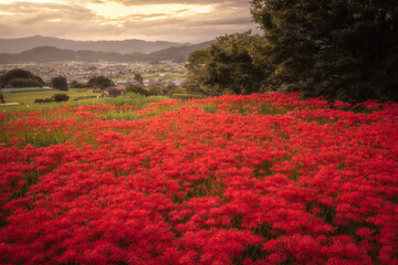 奈良県 九品寺 彼岸花 朝焼け