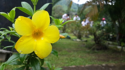 Flores reales, naturales.