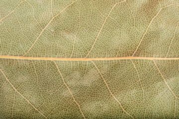 dry bay leaf texture background macro, aromatic Indian spice