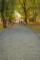 Shady alley of autumn park