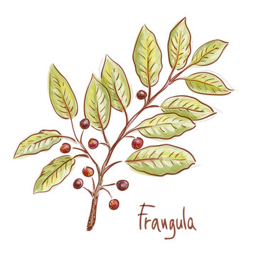 Frangula or buckthorns twig with berrys. Vector illustration.