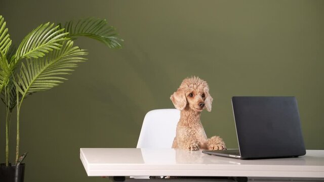 Poodle at a work table with a laptop. Dog in the office. Dogfriendly