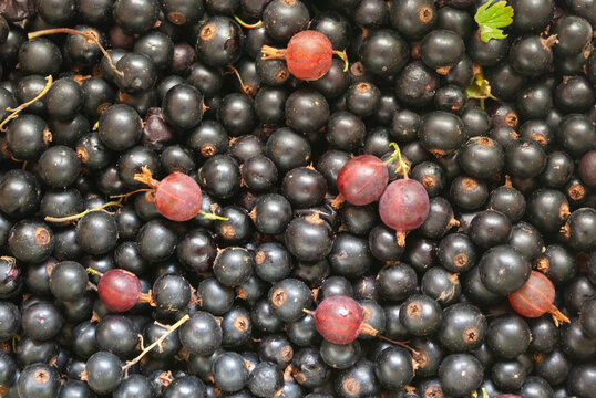 Black and few red berries background. Freshly gathered currant and gooseberry. Close-up.