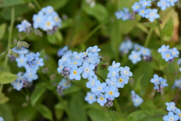 Forget-me-not blue wildflowers macro