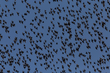 close up of flock of starlings flying in a sky