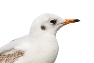 close up of common gull