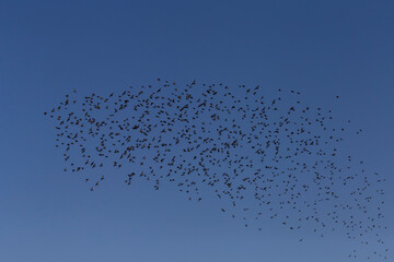 big flock of starlings flying in a blue sky
