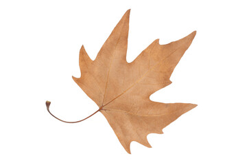 dry brown maple leaf isolated on white