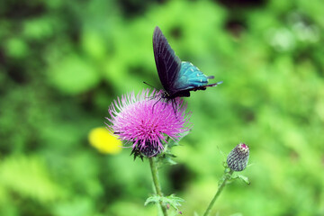 Pipeline Swallowtail Butterfly Battus philenor on pink thistle