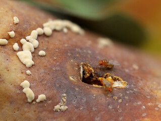Drosophila melanogaster, fruit flies on rotten pear, close up