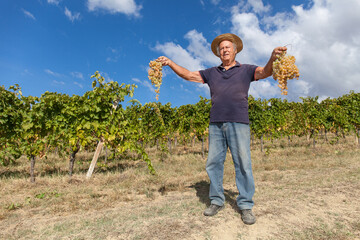 Grape harvest: Old farmer keep in his hands two big grapes bunches. Vineyard in the background with...