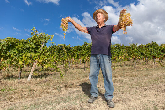 Grape harvest: Old farmer keep in his hands two big grapes bunches. Vineyard in the background with blue sky