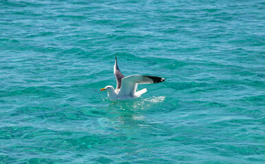 Fototapeta na wymiar Sea gull european herring seagull with food in mouth on blue turquoise color sea background