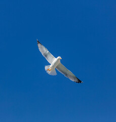 Sea gull flying with open wings, clear blue sky background