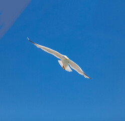 Sea gull flying with open wings, clear blue sky background