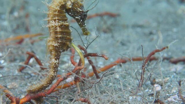 sea horse underwater  ocean scenery seahorse 