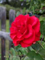 red rose in garden
