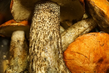 mushrooms in the forest