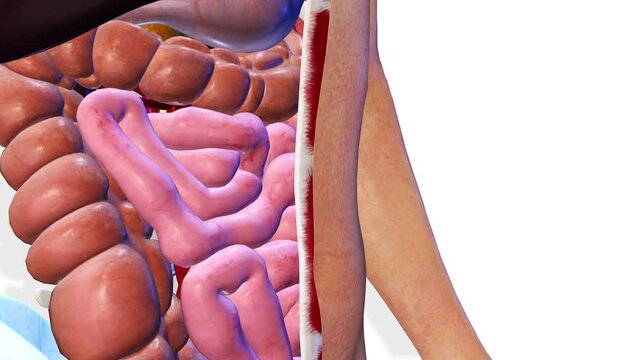 Intestines, internal organs 3D render, anatomy of the human body, white background with luma matte for transparency.
