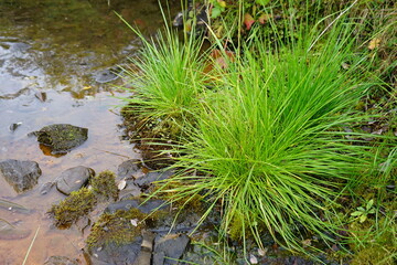 moss on the stone