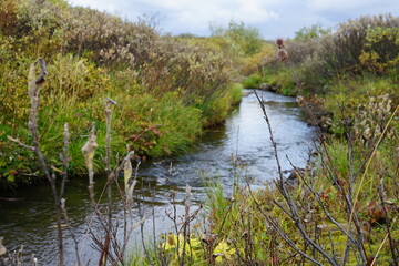 reeds in the water