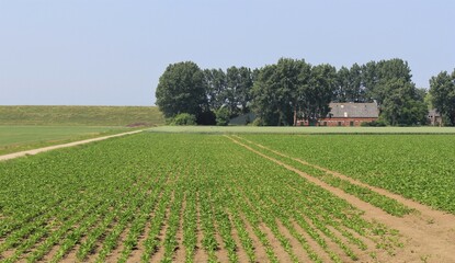 a  rural landscape with a field with little green sugar beet plants in front of a farm with trees and the seawall of the westerschelde sea