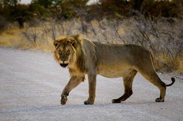 Male lion crossing the road