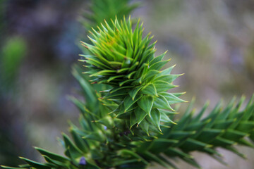 Naklejka na ściany i meble close up of a pine needles