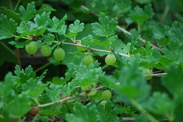 Fototapeta premium Large green gooseberries. On the spiny brown branch of the gooseberry, a few light green berries have grown. The berries have small stripes, they are not yet ripe.