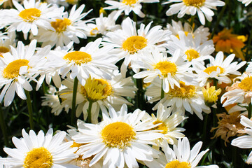 Fototapeta premium White flowers with yellow centres, daisies