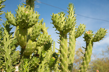 Group of newly flowered cacti in an arid area.