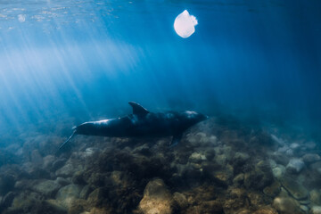 Fototapeta premium Bottlenose dolphin and jellyfish in sea. Aquatic animal in Black sea