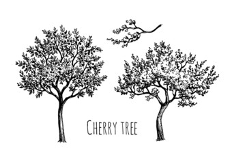 Blooming cherry tree. - 459537280
