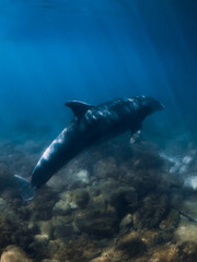 Alone Aphalina dolphin in transparent sea. Aquatic animal in Black sea © artifirsov