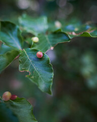 Detalle de una agalla en el arbolado del bosque 