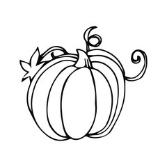 Vector hand drawn pumpkin outline doodle icon. Food sketch illustration for print, web, mobile and infographics isolated on white background.