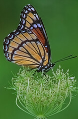 Close-up of a viceroy butterfly perched on a Queen Anne's Lace seed head, Michigan, USA