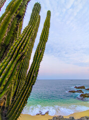 Playa y cactus