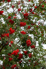 Red autumn berries on a branch, rowan berry, mountain ash