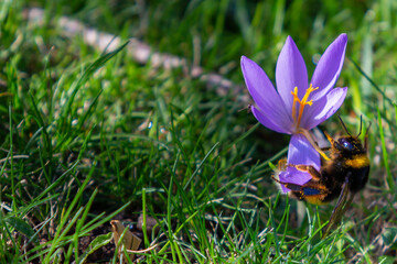 Bee collecting pollen from a flower in the Sierra de Madrid. Gathering insects